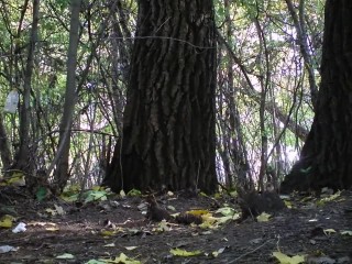 Piss – Bride pees next to trees your voyeur videos - Bride pees next to trees